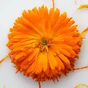 calendula.webp