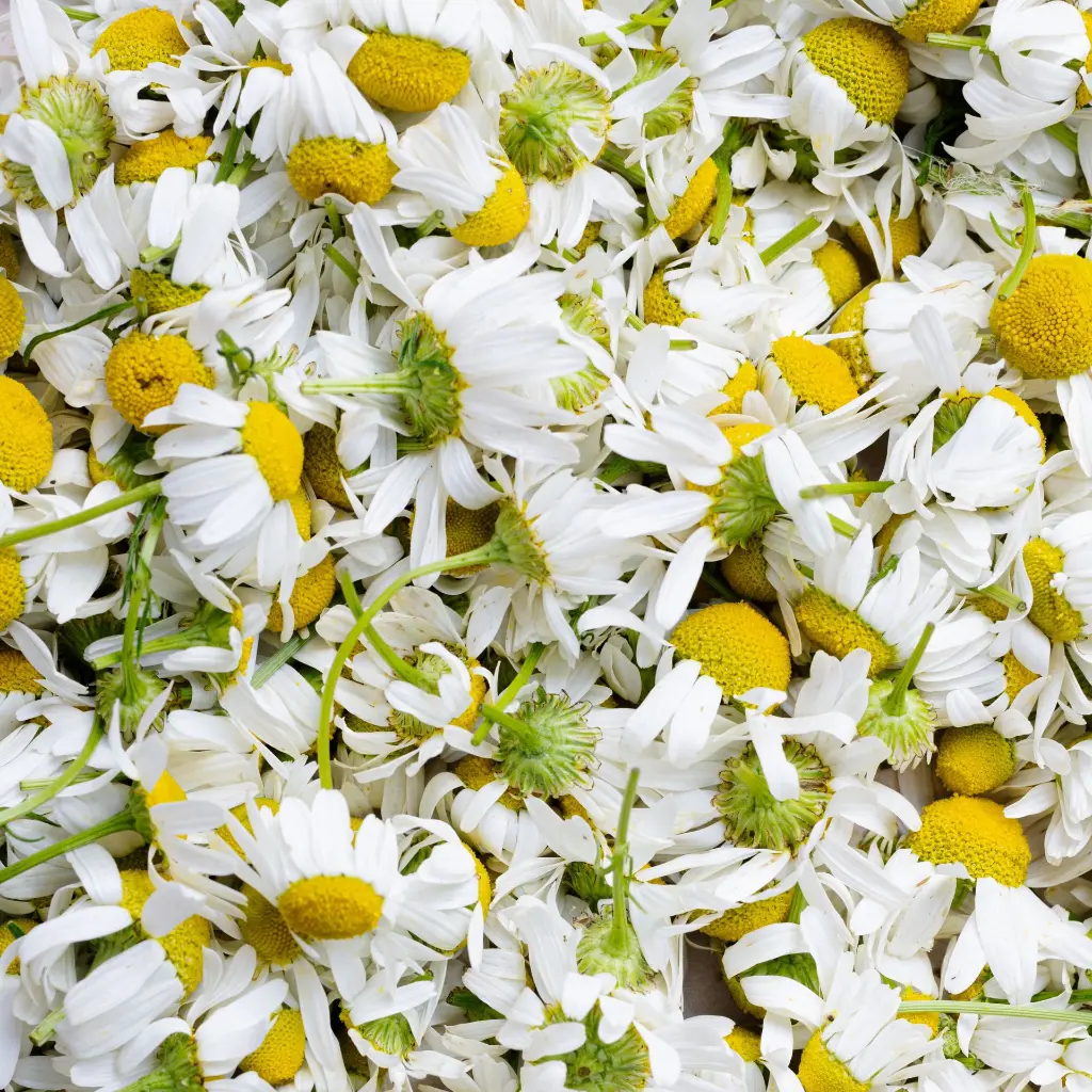 chamomile.webp