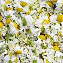 chamomile.webp