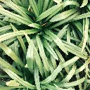 lemongrass.webp