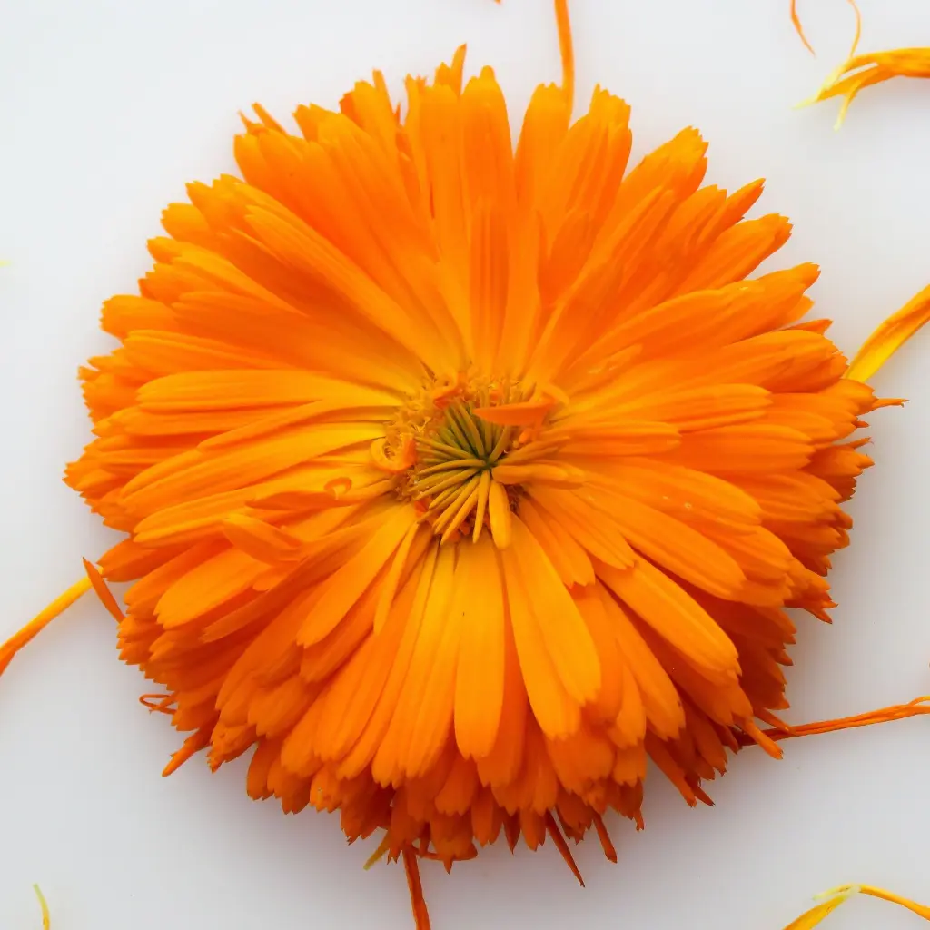 calendula.webp